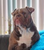 Old English Bulldog teefje, Dieren en Toebehoren, 6 jaar of ouder, CDV (hondenziekte), Teef, Bulldog