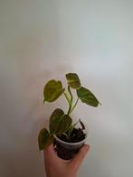 Philodendron melanochrysum, Huis en Inrichting, Kamerplanten, Ophalen of Verzenden, Halfschaduw, Minder dan 100 cm