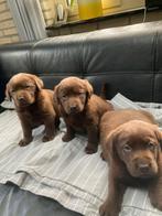 Te koop bijzonder mooie chocolade bruine labrador pups, Dieren en Toebehoren, Honden | Retrievers, Spaniëls en Waterhonden, Labrador retriever