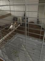 Zebravink, Mannelijk