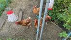 Kippen. Hok met grote buiten ren van 8x2 meter, Ophalen, Hout, Overige typen