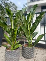 DIEFFENBACHIA SEGUINE CAIMAN, 100 tot 150 cm, Overige soorten, Groene kamerplant, Halfschaduw