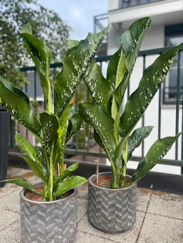DIEFFENBACHIA SEGUINE CAIMAN beschikbaar voor biedingen