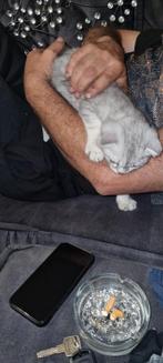 Scottish Fold kittens zoeken hun gouden mandje! 

Onze kit, Dieren en Toebehoren, Ingeënt