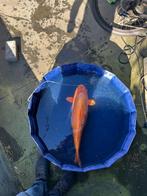 kigoi Japanse Jumbo Koi, Karper of Koi