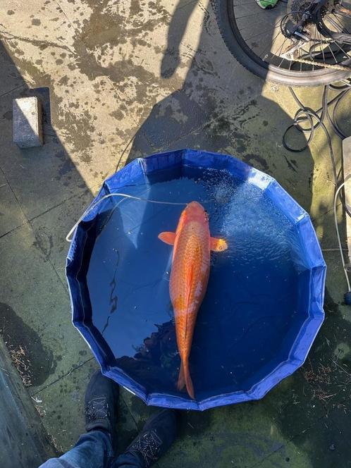 kigoi Japanse Jumbo Koi, Dieren en Toebehoren, Vissen | Vijvervissen, Karper of Koi