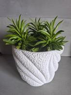 Peperomia 'Happy Bean
In witte ecru structuur stenen pot, Vetplant, In pot, Minder dan 100 cm, Halfschaduw