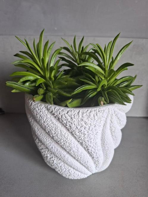 Peperomia 'Happy Bean
In witte ecru structuur stenen pot, Huis en Inrichting, Kamerplanten, Vetplant, Minder dan 100 cm, Halfschaduw