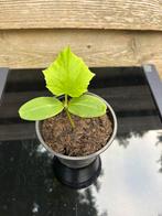 Snijboon stekje, Ophalen, Volle zon, Groenteplanten, Eenjarig