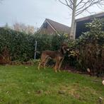 Dekreu  Mechelse x Hollandse Herder Knpv, Reu, 1 tot 2 jaar, Eén hond, Nederland