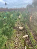Pinus nigra en pinus sylvestris, Tuin en Terras, Ophalen of Verzenden, Bloeit niet, Halfschaduw, Overige soorten