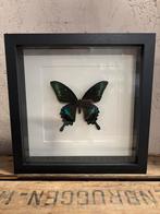 Mooie luxe lijst met een opgezette vlinder (Papilio Maackii), Ophalen of Verzenden, Nieuw, Insect, Opgezet dier