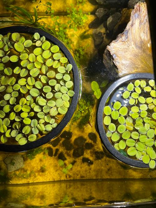 Salvinia minima floating plants (Driftplanten), Dieren en Toebehoren, Vissen | Aquaria en Toebehoren, Nieuw, Ophalen