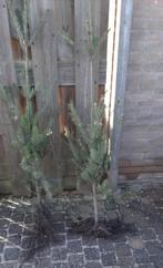 Douglasspar - Pseudotsuga menziesii 120cm+, Ophalen, Overige soorten, Struik, Minder dan 100 cm