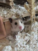 Syrische hamster met groot verblijf, Dieren en Toebehoren, Juli, Vrouwelijk, Hamster