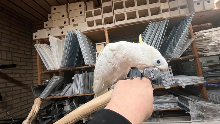 Süper Tamme Geelkuif Kaketoe Man, Dieren en Toebehoren, Vogels | Parkieten en Papegaaien, Papegaai, Mannelijk, Pratend, Tam, Geringd