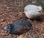 2 Chinese dwergkwartels haantjes., Mannelijk, Tropenvogel, Geringd