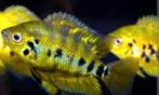 Kweekgroep schitterende cichliden, Dieren en Toebehoren, Vissen | Aquariumvissen, Vis, Zoetwatervis