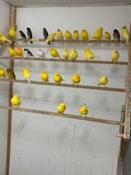Diverse  koppels kanaries., Dieren en Toebehoren, Kleurkanarie