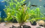 Guppies, Dieren en Toebehoren, Vissen | Aquaria en Toebehoren, Ophalen, Gevuld zoetwateraquarium