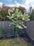 Sierappel boompje 3m a 3,5m hoog, Tuin en Terras, Ophalen, Halfschaduw, Overige soorten, Lente