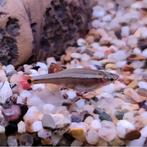 Tanichthys albonubes, Dieren en Toebehoren, Vis