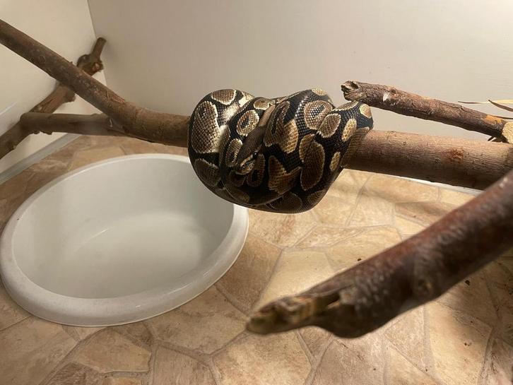 Dubbel terrarium met 2 python regius slangen, Dieren en Toebehoren, Reptielen en Amfibieën | Toebehoren, Gebruikt, Ophalen