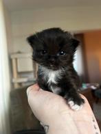 Britse langhaar x Ragdoll, Kater, Ontwormd, 0 tot 2 jaar