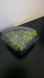 Spirodela polyrrhiza (Groot Eendenkroos), Ophalen of Verzenden, Zo goed als nieuw, Plant(en), Steen of Hout