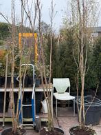 Japanse sierkers of amonigava zuilvorn 3 tak hoog 250 plus, Lente, 250 tot 400 cm, Zuilboom, Ophalen