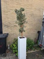 4x Kunst Olijfboom in Witte Hoogglans Plantenbak, Ophalen, Gebruikt, Binnen