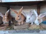 Jonge konijnen, Dieren en Toebehoren, Konijnen, Middelgroot, 0 tot 2 jaar