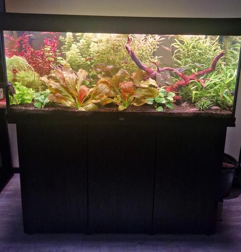 Juwel aquarium Rio 240 met onderkast., Dieren en Toebehoren, Vissen | Aquaria en Toebehoren, Zo goed als nieuw, Gevuld zoetwateraquarium