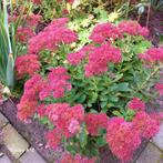 Sedum - Vaste tuinplant voor uw tuin, Ophalen, Herfst, Vaste plant, Volle zon