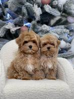 Exclusieve Maltipoo F1 pups (Maltezer / Asian Toy Poedel), Particulier, Overige rassen, 8 tot 15 weken, Buitenland
