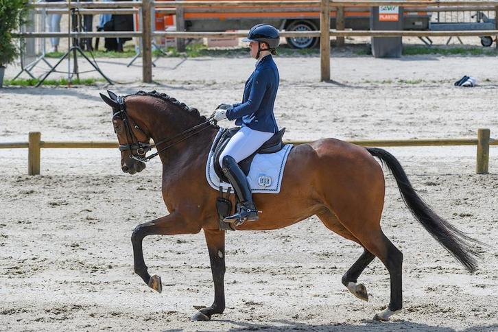 Dressuur instructie, Diensten en Vakmensen, Dieren | Paarden | Verzorging, Oppas en Les, Paardrijles of Ponykampen