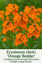 Muurbloem Orange Bedder, Ophalen, Zomer, Overige soorten, Volle zon