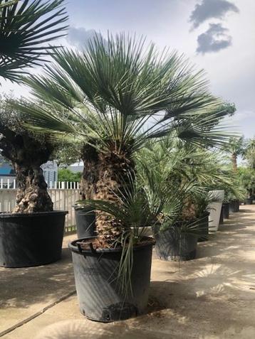 Prachtige palmbomen - Chamaerops Humilis Cerifera