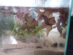 Rode lotus, Dieren en Toebehoren, Vissen | Aquaria en Toebehoren, Ophalen, Nieuw, Plant(en), Steen of Hout