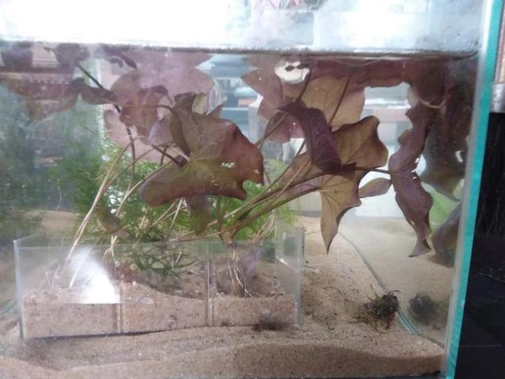 Rode lotus, Dieren en Toebehoren, Vissen | Aquaria en Toebehoren, Nieuw, Plant(en), Steen of Hout, Ophalen