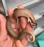 0.1 heterodon nasicus haakneus SABLE SUPERCONDA HET ALBINO, Slang, 0 tot 2 jaar