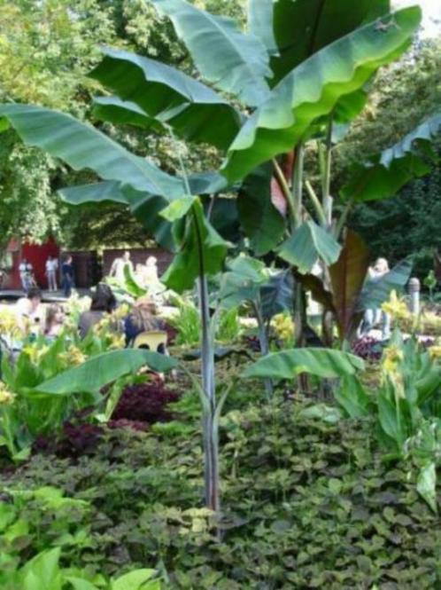 5 x Musa Cheesmannii banaan zaad. Winterhard, Tuin en Terras, Bloembollen en Zaden, Zaad, Gehele jaar, Ophalen