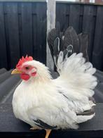 2 chabo hanen, Mannelijk, Kip