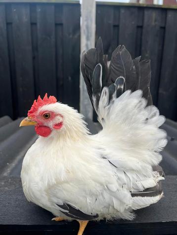 2 chabo hanen beschikbaar voor biedingen