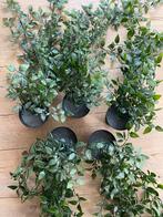 IKEA Fejka Kunstplanten - Set van 8 stuks, Huis en Inrichting, Woonaccessoires | Kunstplanten en Kunstbloemen, Ophalen of Verzenden
