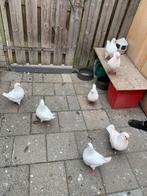 Kingduiven, Dieren en Toebehoren, Vogels | Duiven, Meerdere dieren, Overige soorten