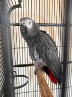 Grijze roodstaartpapegaai, Dieren en Toebehoren, Vogels | Parkieten en Papegaaien, Mannelijk, Papegaai, Tam