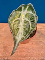 Alocasia Venom p8 (3)