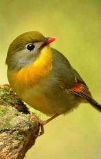 1-1 Japanse nachtegaal beschikbaar., Meerdere dieren, Geringd