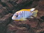Labidochromis Hongi (Malawi) vanaf € 3,50, Vis